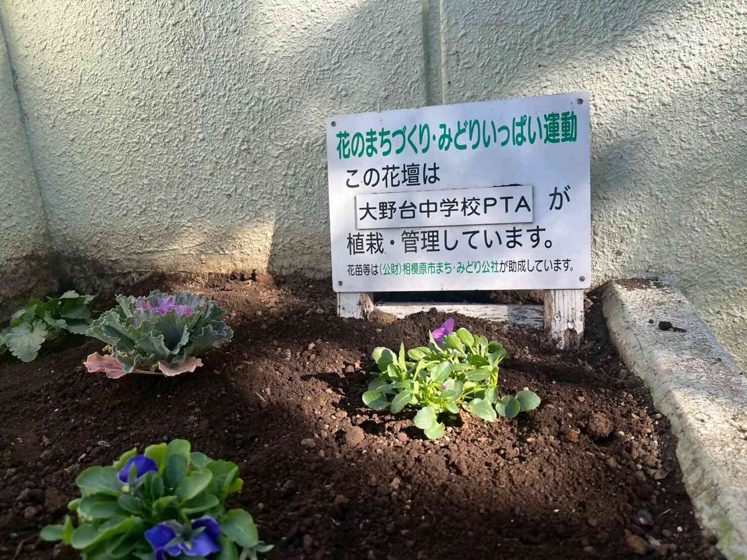 秋の花植え３